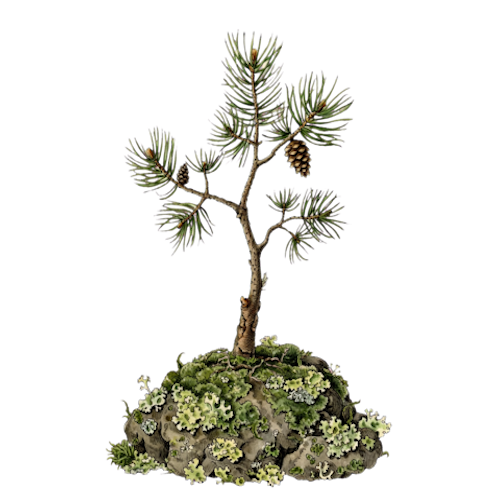 Botani